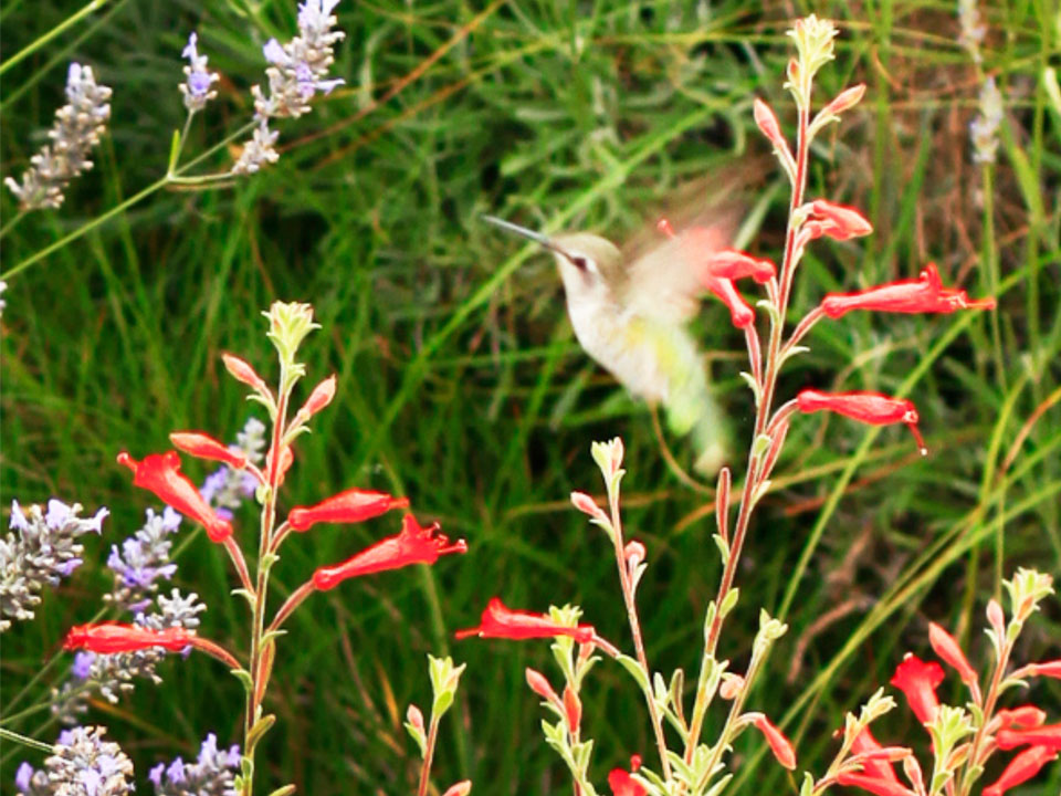 Fuchsia with Hummingbird & Lavender