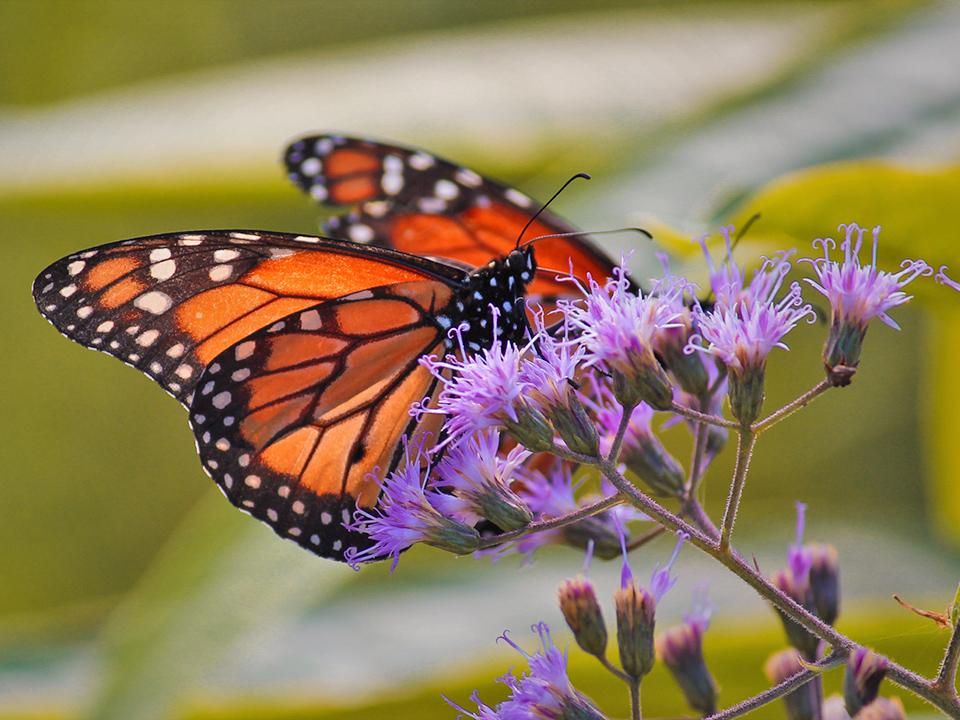 Annual Monarch Migration